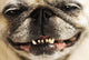 Close up of a Smiling Pug Wall Mural