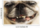 Close up of a Smiling Pug Wall Mural