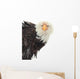 Close up Portrait of a Bald Eagle 