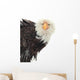 Close up Portrait of a Bald Eagle 