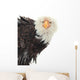 Close up Portrait of a Bald Eagle 