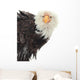 Close up Portrait of a Bald Eagle 