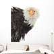 Close up Portrait of a Bald Eagle 
