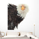 Close up Portrait of a Bald Eagle 