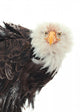 Close up Portrait of a Bald Eagle 