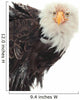 Close up Portrait of a Bald Eagle 