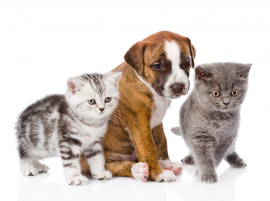 Cats and Dog Wall Decal