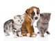 Cats and Dog Wall Decal