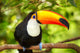 Colorful tucan in the aviary 