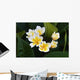 Frangipani Tropical Flowers From Deciduous Tree Plumeria Wall Mural