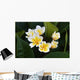 Frangipani Tropical Flowers From Deciduous Tree Plumeria Wall Mural