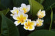 Frangipani Tropical Flowers From Deciduous Tree Plumeria Wall Mural