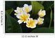 Frangipani Tropical Flowers From Deciduous Tree Plumeria Wall Mural