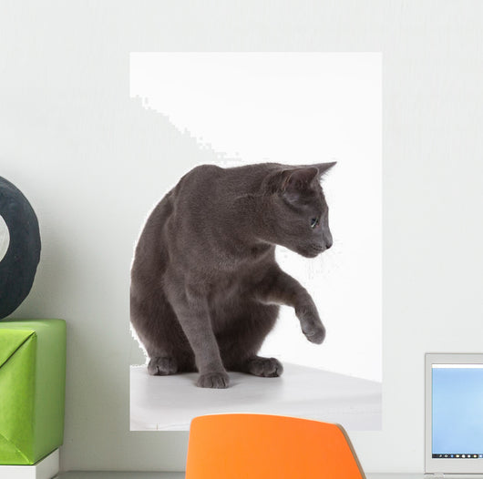 Russian Blue Cat (felidae) Wall Decal