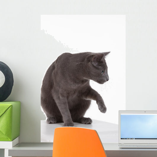 Russian Blue Cat (felidae) Wall Decal