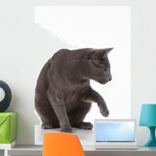 Russian Blue Cat (felidae) Wall Decal