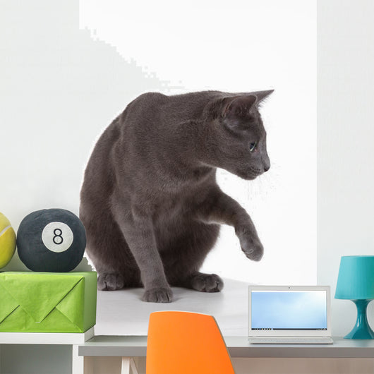 Russian Blue Cat (felidae) Wall Decal