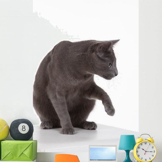 Russian Blue Cat (felidae) Wall Decal
