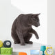 Russian Blue Cat (felidae) Wall Decal