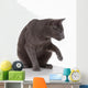 Russian Blue Cat (felidae) Wall Decal