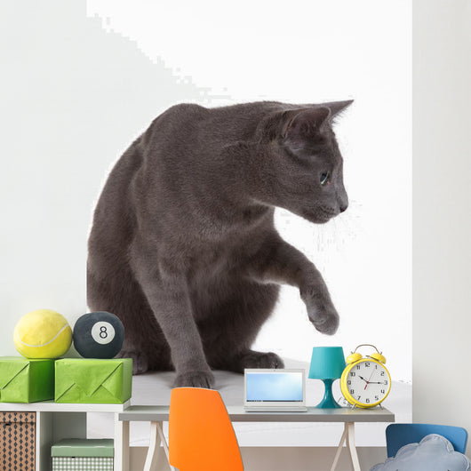 Russian Blue Cat (felidae) Wall Decal