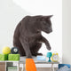 Russian Blue Cat (felidae) Wall Decal