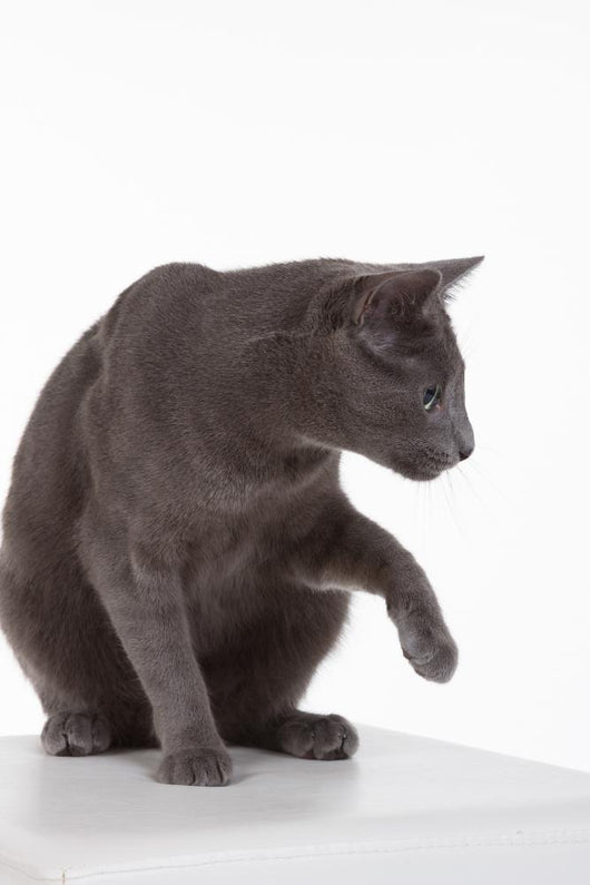 Russian Blue Cat (felidae) Wall Decal