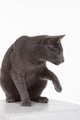 Russian Blue Cat (felidae) Wall Decal