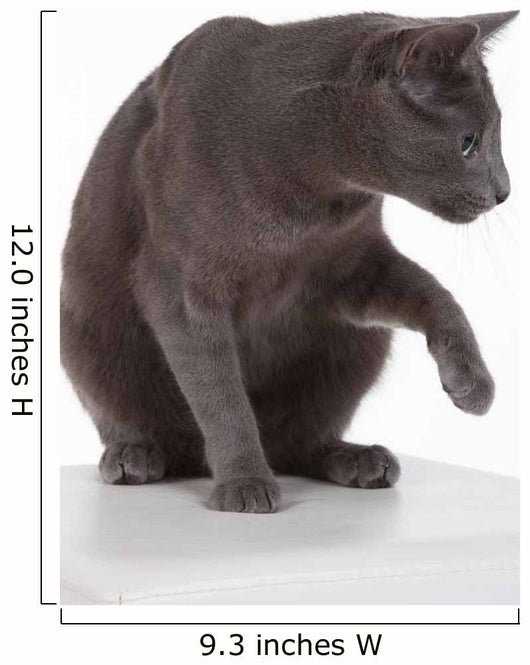 Russian Blue Cat (felidae) Wall Decal