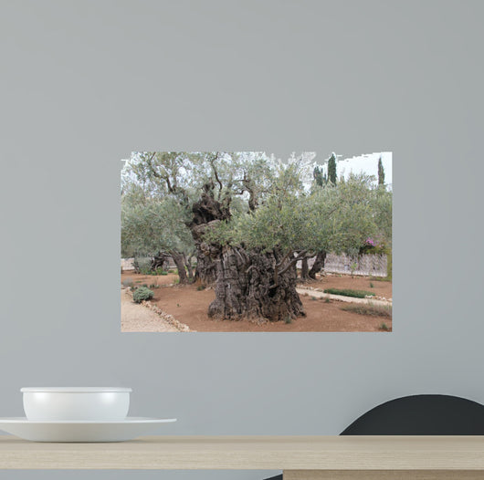 Very old olives in Gethsemane garden. Jerusalem 