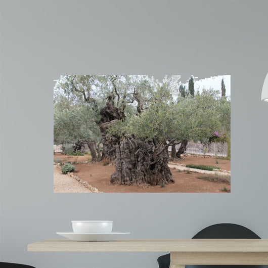 Very old olives in Gethsemane garden. Jerusalem 