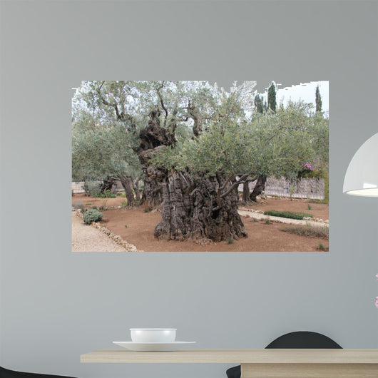 Very old olives in Gethsemane garden. Jerusalem 