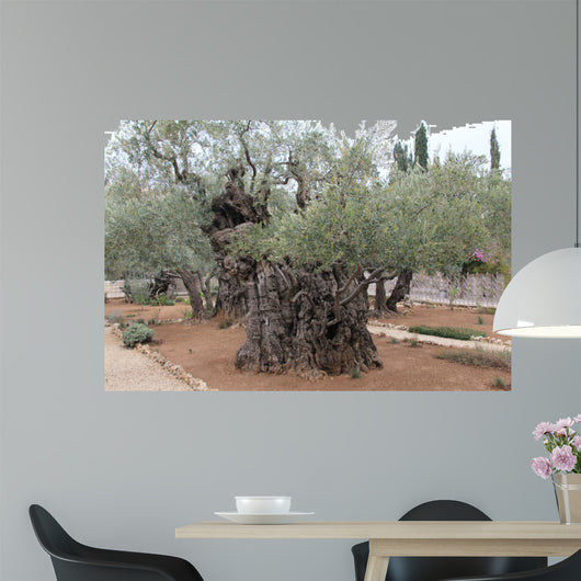 Very old olives in Gethsemane garden. Jerusalem 
