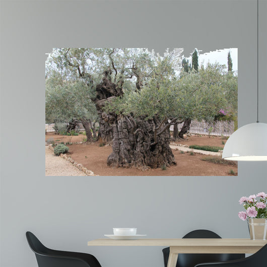 Very old olives in Gethsemane garden. Jerusalem 