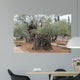 Very old olives in Gethsemane garden. Jerusalem 