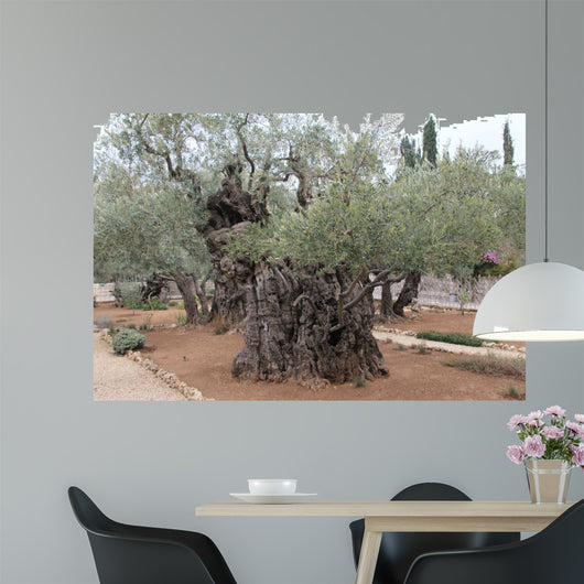 Very old olives in Gethsemane garden. Jerusalem 