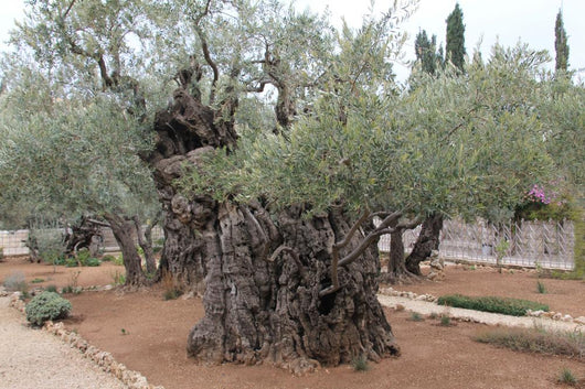 Very old olives in Gethsemane garden. Jerusalem 