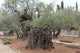 Very old olives in Gethsemane garden. Jerusalem 