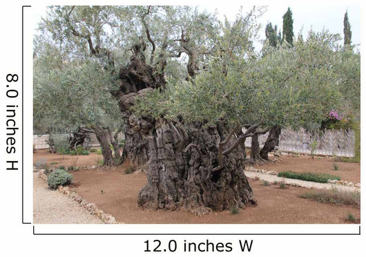 Very old olives in Gethsemane garden. Jerusalem 