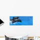 Dolphin Wall Mural