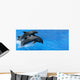 Dolphin Wall Mural