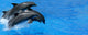 Dolphin Wall Mural
