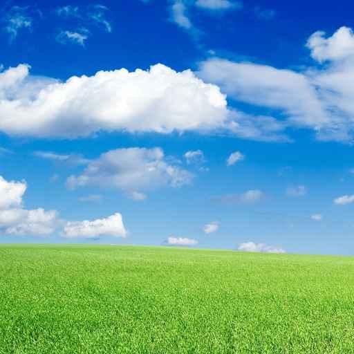 Green Field Wall Decal Design 1