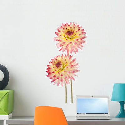 Dahlia shown on a wall