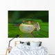 Green Tree Frog All Puffed up Wall Mural