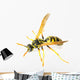 Wasp 