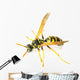 Wasp 