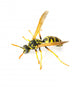 Wasp 