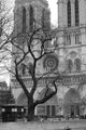 Notre Dame De Paris 