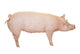 Pink Pig Wall Decal